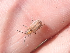 Ophraella notata