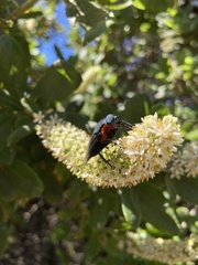 Osca lata
