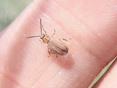 Ophraella notata