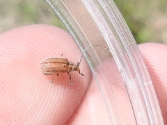 Ophraella notata
