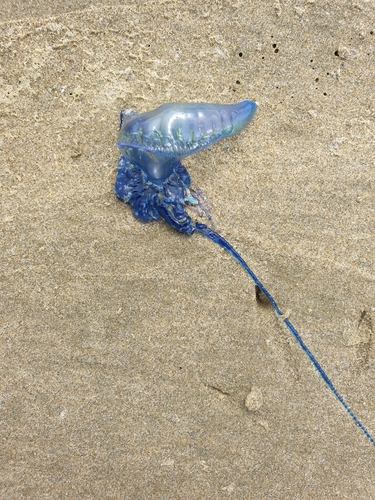 photo of Portuguese Man O' War (Physalia physalis)