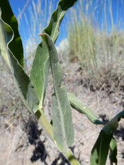 Penstemon lemhiensis