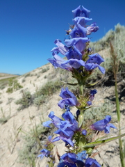 Penstemon lemhiensis