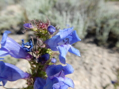 Penstemon lemhiensis