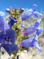 Penstemon lemhiensis