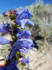 Penstemon lemhiensis