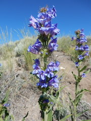 Penstemon lemhiensis
