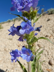 Penstemon lemhiensis