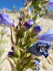 Penstemon lemhiensis