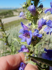 Penstemon lemhiensis