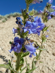 Penstemon lemhiensis