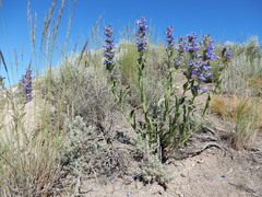 Penstemon lemhiensis
