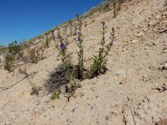 Penstemon lemhiensis
