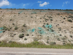 Penstemon lemhiensis