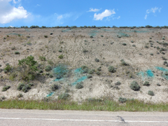 Penstemon lemhiensis