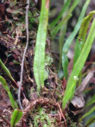 Kolokolo (Adenophorus tenellus)