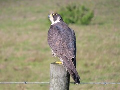 Falco peregrinus pealei