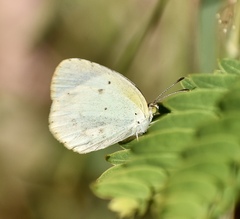 Pyrisitia lisa euterpe