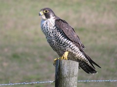 Falco peregrinus pealei
