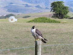 Falco peregrinus pealei