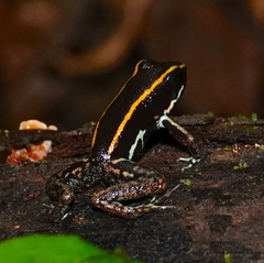 Phyllobates lugubris
