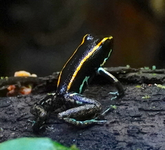 Phyllobates lugubris