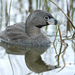 Southern Pied-billed Grebe - Photo (c) javiergross, some rights reserved (CC BY-NC), uploaded by javiergross