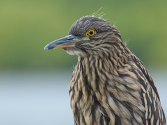 Nycticorax nycticorax obscurus