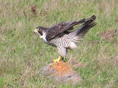 Falco peregrinus pealei