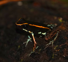 Phyllobates lugubris