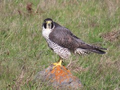 Falco peregrinus pealei