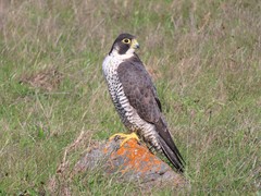 Falco peregrinus pealei