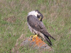 Falco peregrinus pealei