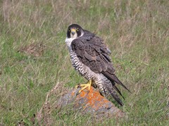 Falco peregrinus pealei