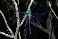 Anax guttatus