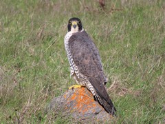 Falco peregrinus pealei