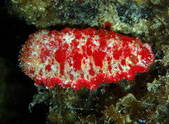 Hexabranchus morsomus