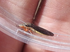 Homalodisca insolita