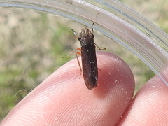 Homalodisca insolita