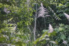 Saccharum spontaneum