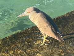 Nycticorax