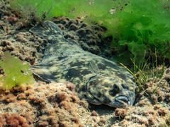 Rhombosolea tapirina