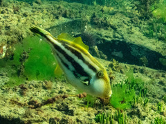 Meuschenia freycineti