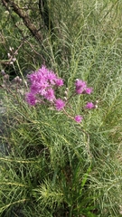 Vernonanthura nudiflora