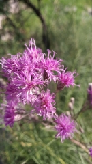 Vernonanthura nudiflora