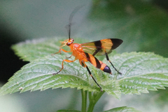Macrojoppa