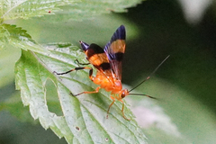 Macrojoppa