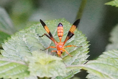 Macrojoppa