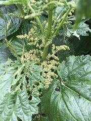 Urtica australis