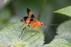 Macrojoppa